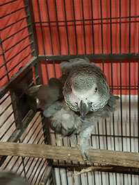 Graupapgei