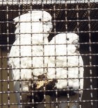 Erfolgreiche Vogelvermittlung - Kakadu