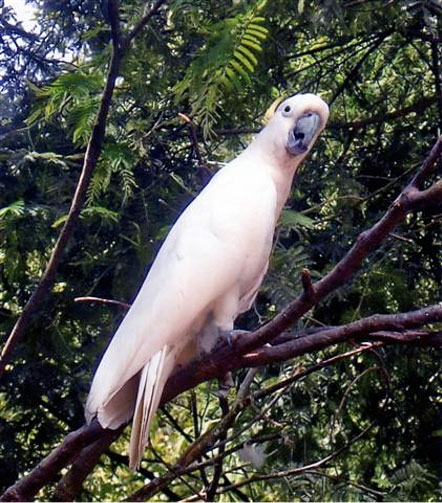 Ein freilebender Kakadu in Australien
