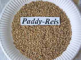Paddy-Reis